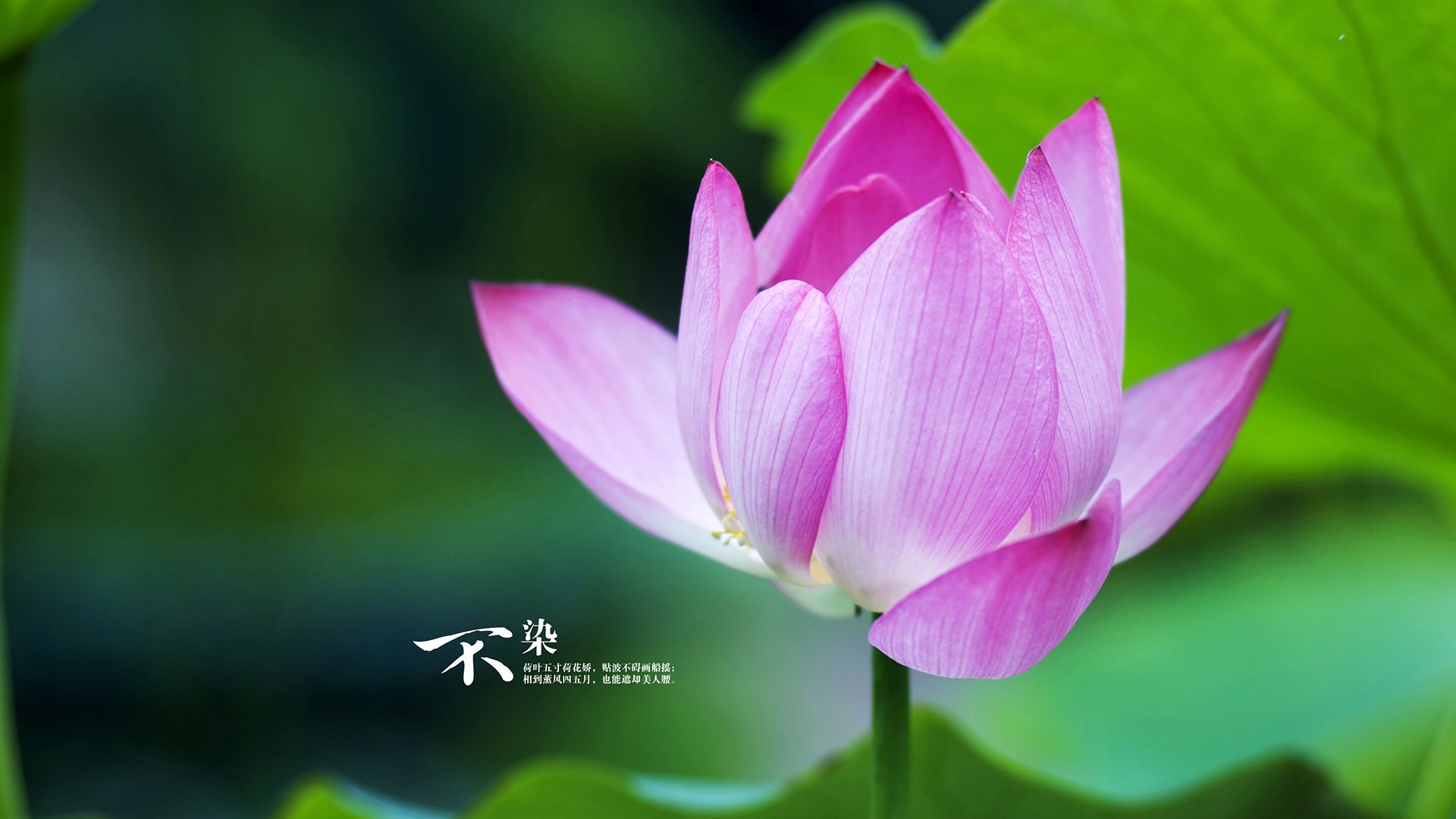 法国马术协会引入智能马鞍系统，实现实时数据监测与分析，提升骑乘体验。