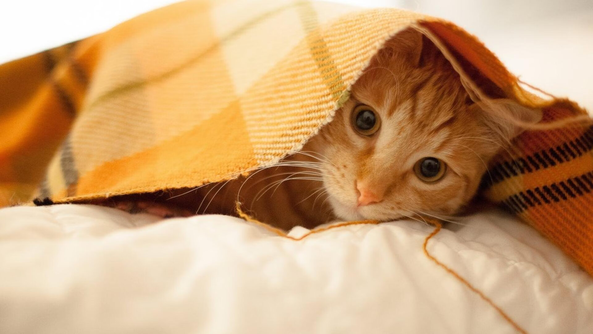 沙漠马拉松：勇闯荒漠的无畏挑战，2021沙漠马拉松