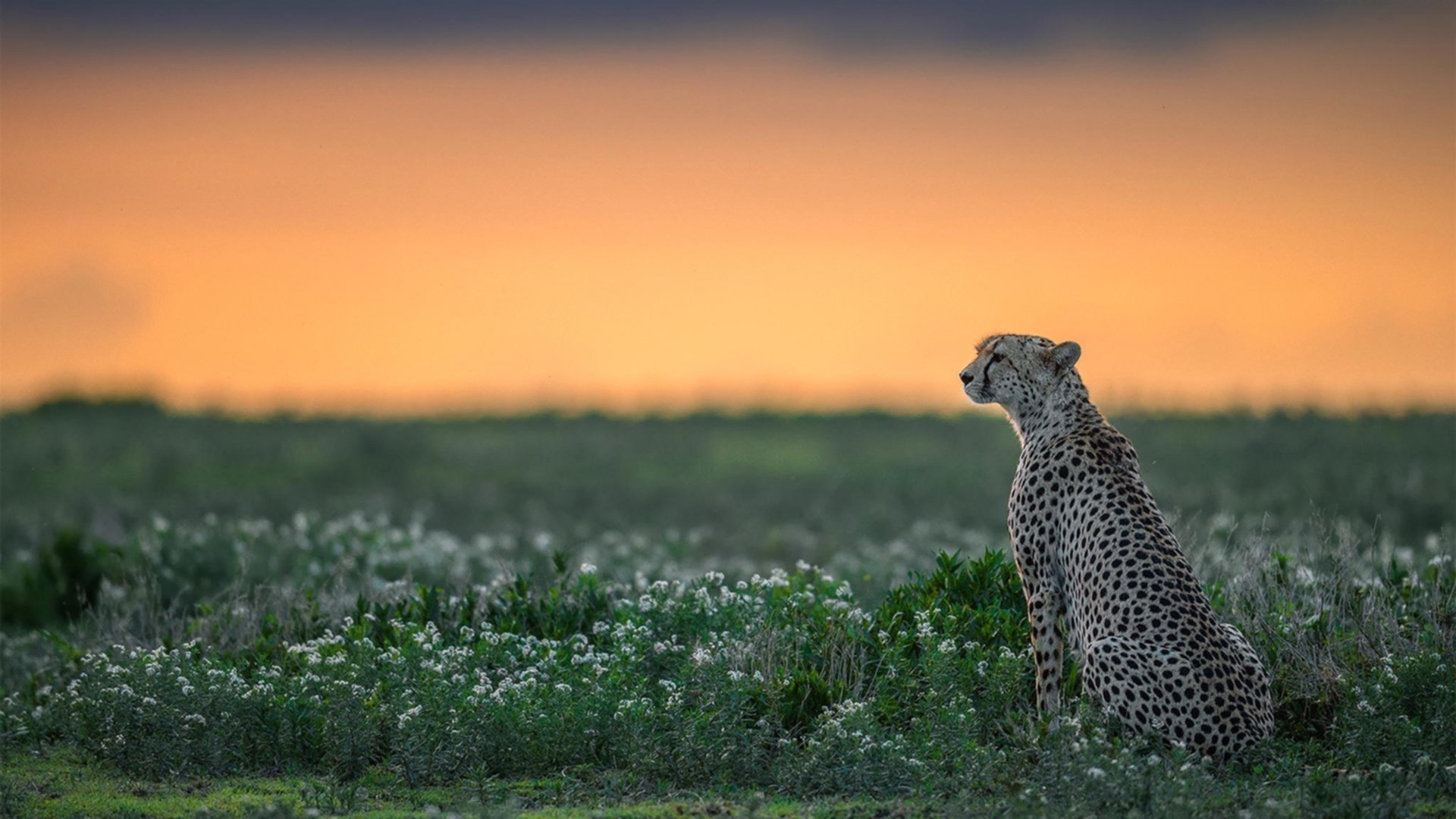 篮球运动基础设施建设投入持续增长，篮球项目发展规划