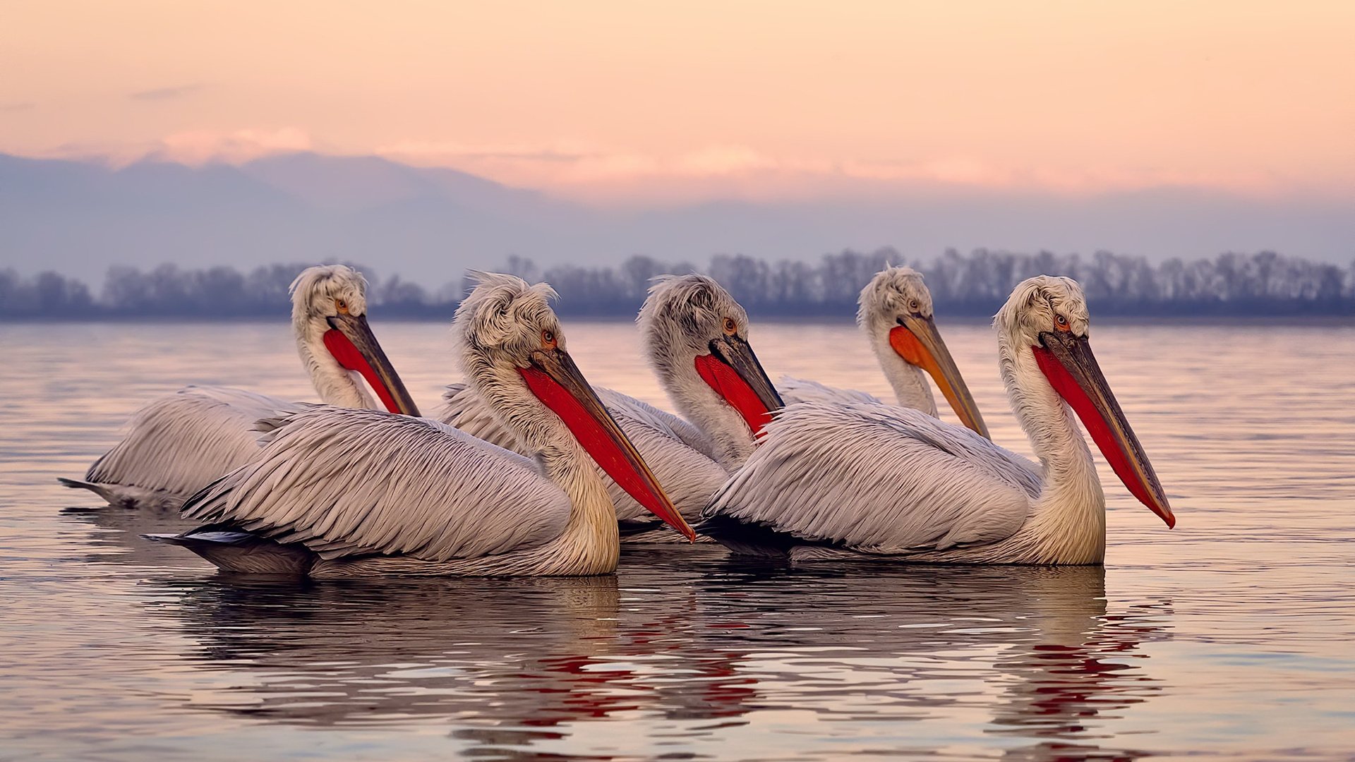 羽毛球世界杯中国队全胜晋级八强，羽毛球世锦赛中国队