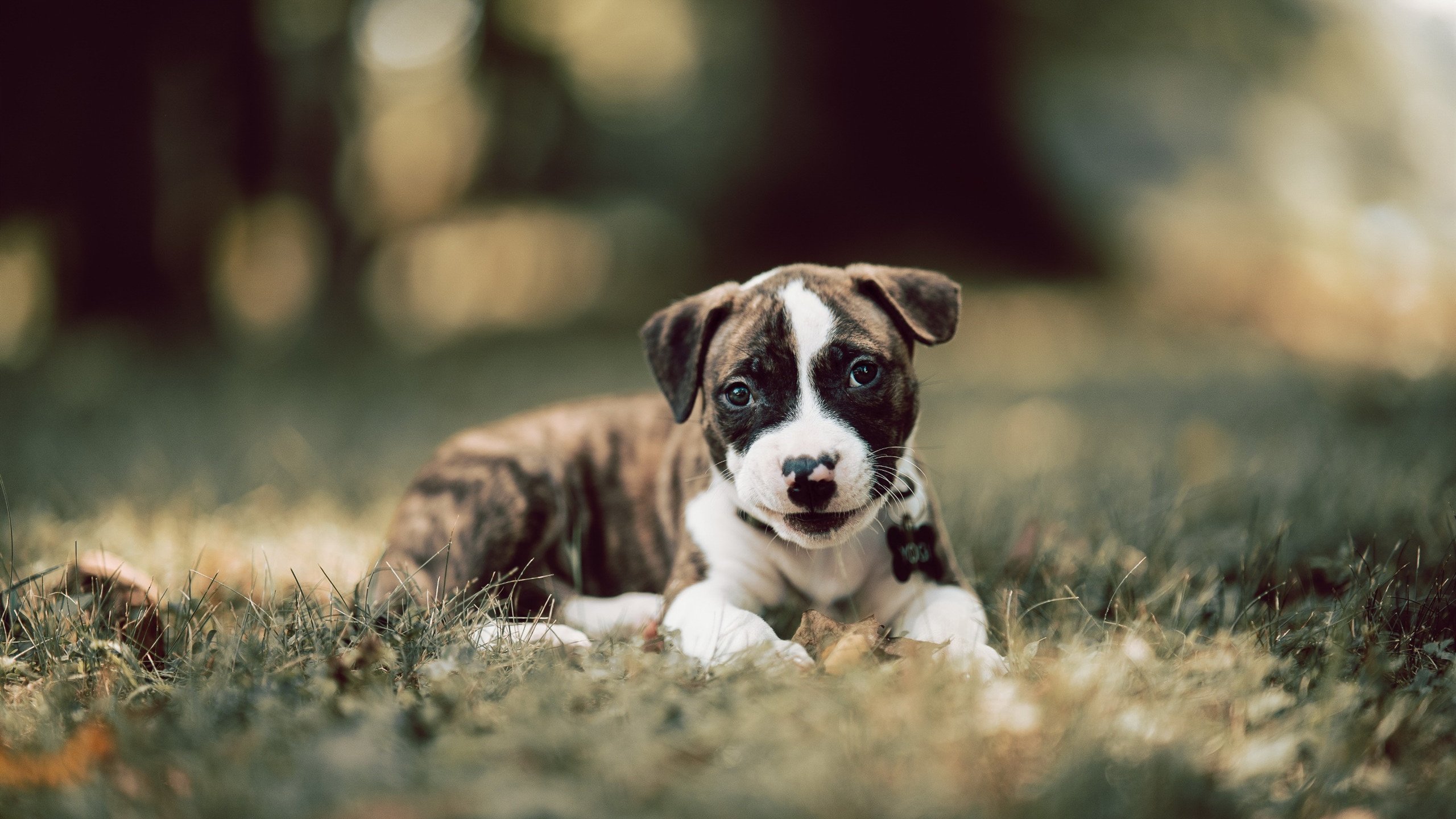 爱游戏-足球助学基金持续扩大覆盖农村地区，足球特色学校国家补助