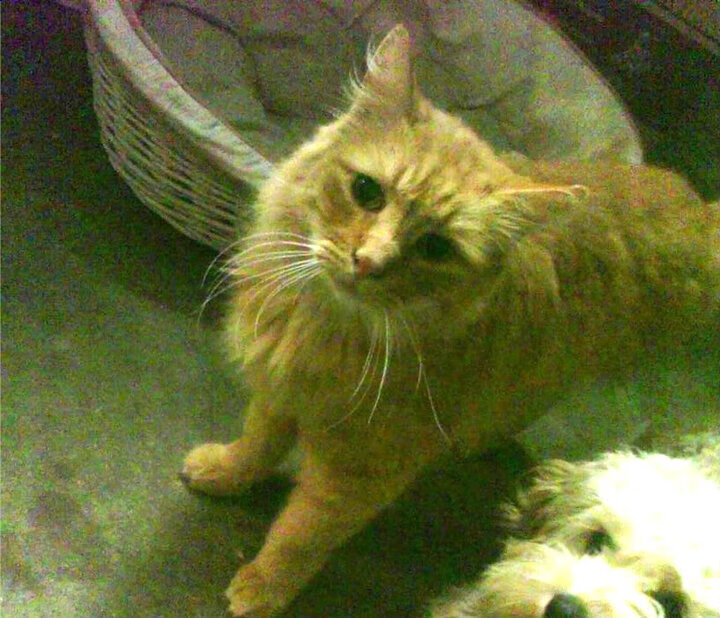 爱游戏平台体验-青少年裁判员“互联网+培训”逐步推行，行业判罚更加公平公正，青少年互联网法律知识竞赛