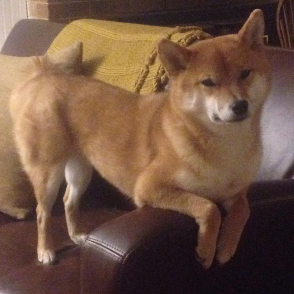 爱游戏官网下载-PSG.LGD选手国际舞台表现出色，psg.lgd战队最新成员