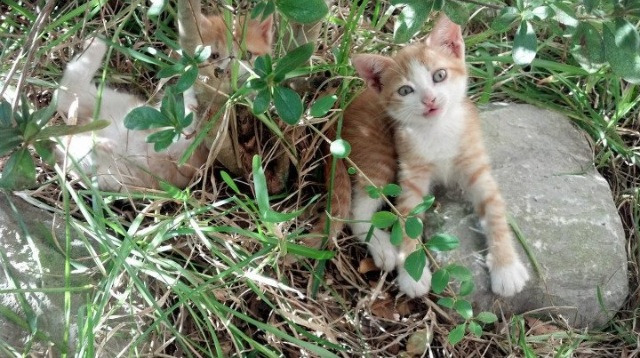 全球电竞产业链协作机制的优化与发展趋势分析，电竞产业布局