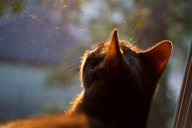 博卡青年新赛季阵容公布，博卡青年主场叫什么