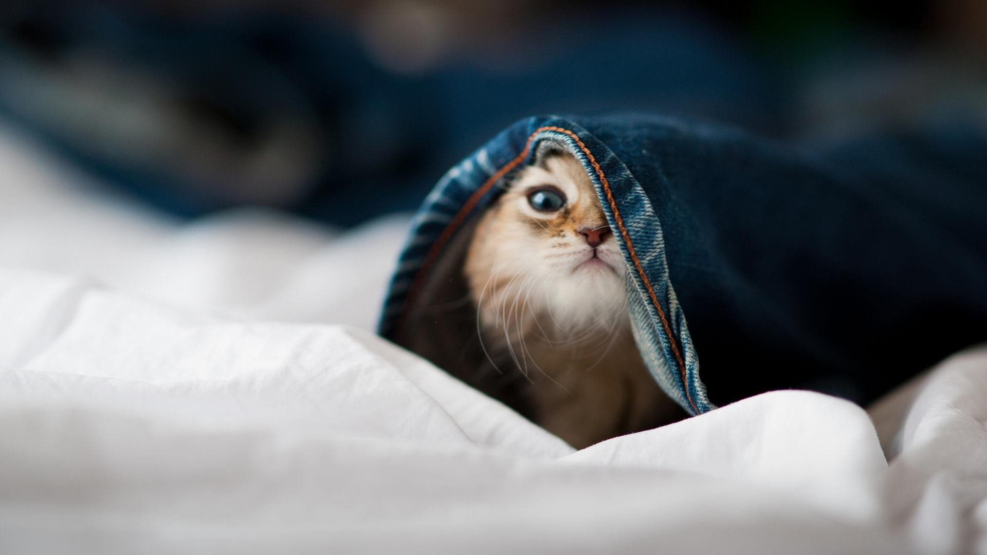 意甲卫冕冠军受困伤病，排名下滑，意甲 冠军