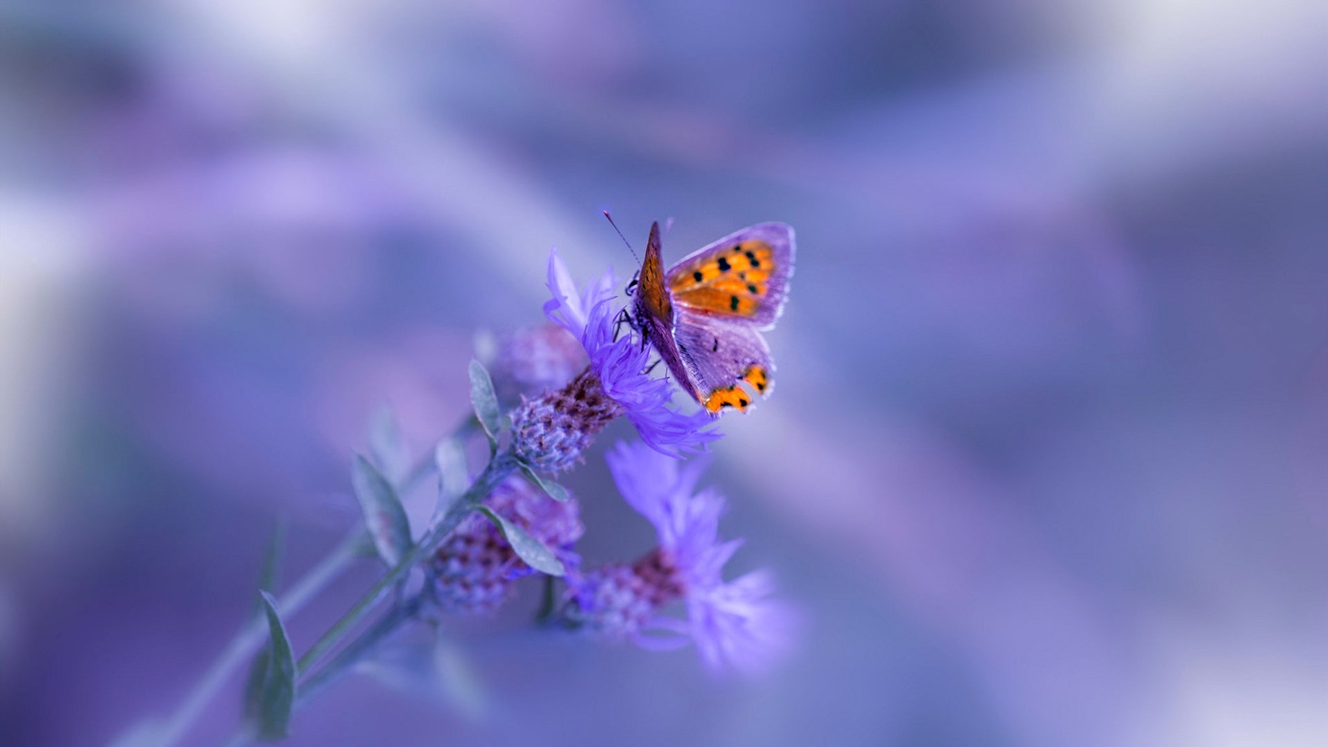 西甲俱乐部区域合作打造球迷生态圈案例，西甲俱乐部名称