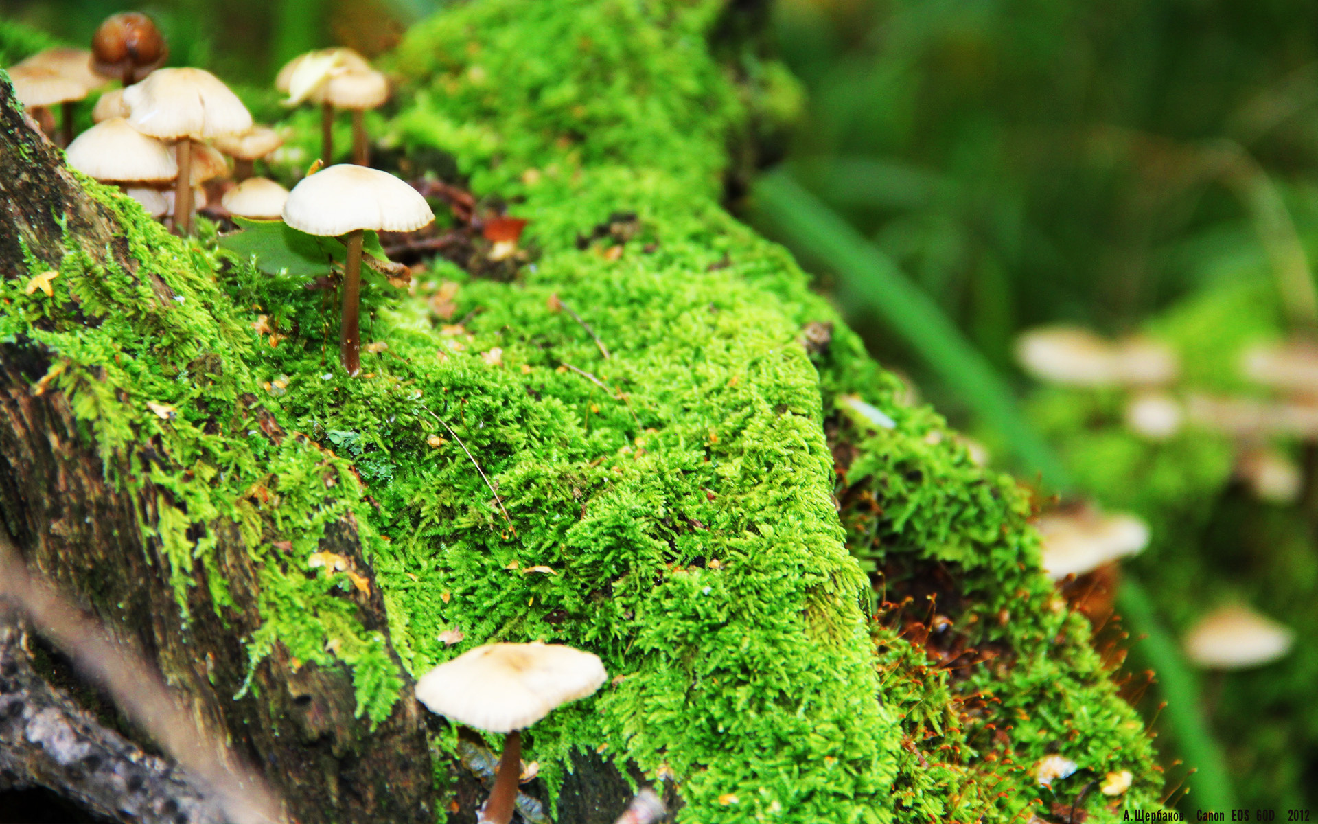 爱游戏平台-Chakib Sedoud 得分 15，助力阿尔及利亚 21–12 战胜埃及，阿尔及利亚lc