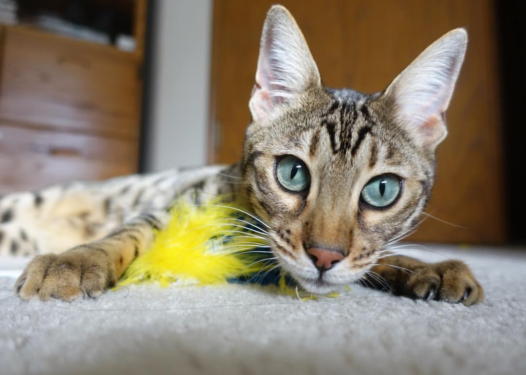 爱游戏官方主页-“新都福乐球：决赛阶段选手激烈争锋”